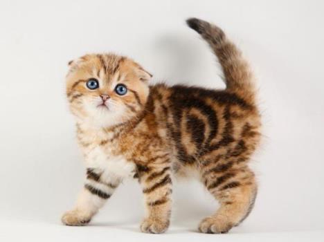 فروش گربه اسكاتیش