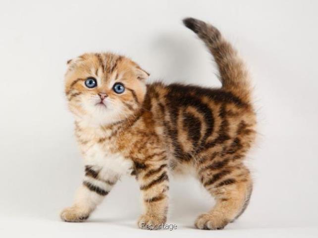 فروش گربه اسكاتیش