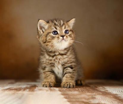 آموزش نگهداری از توله سگ هاسكی