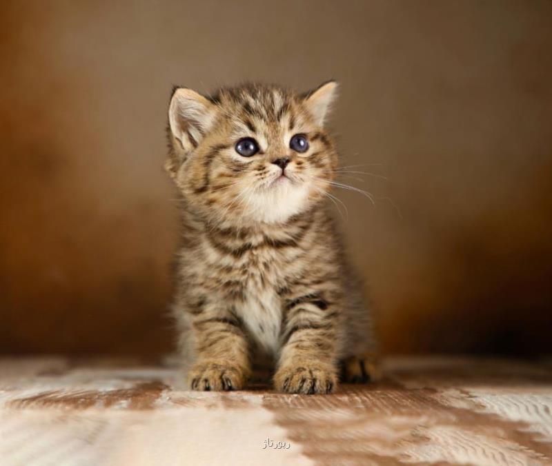 آموزش نگهداری از توله سگ هاسكی