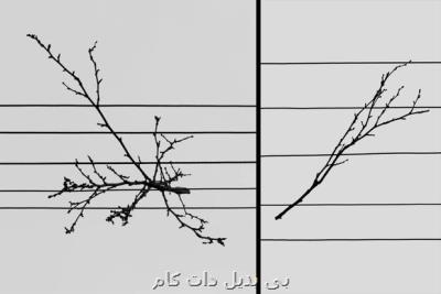 عكاس ایرانی از سومین دوره جایزه عكاسی مینیمالیست جایزه گرفت