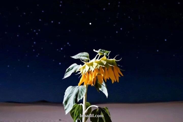 سینمای تجربی سینمای مفهوم است قصه گلی که با جنگ ارتباط می گیرد!