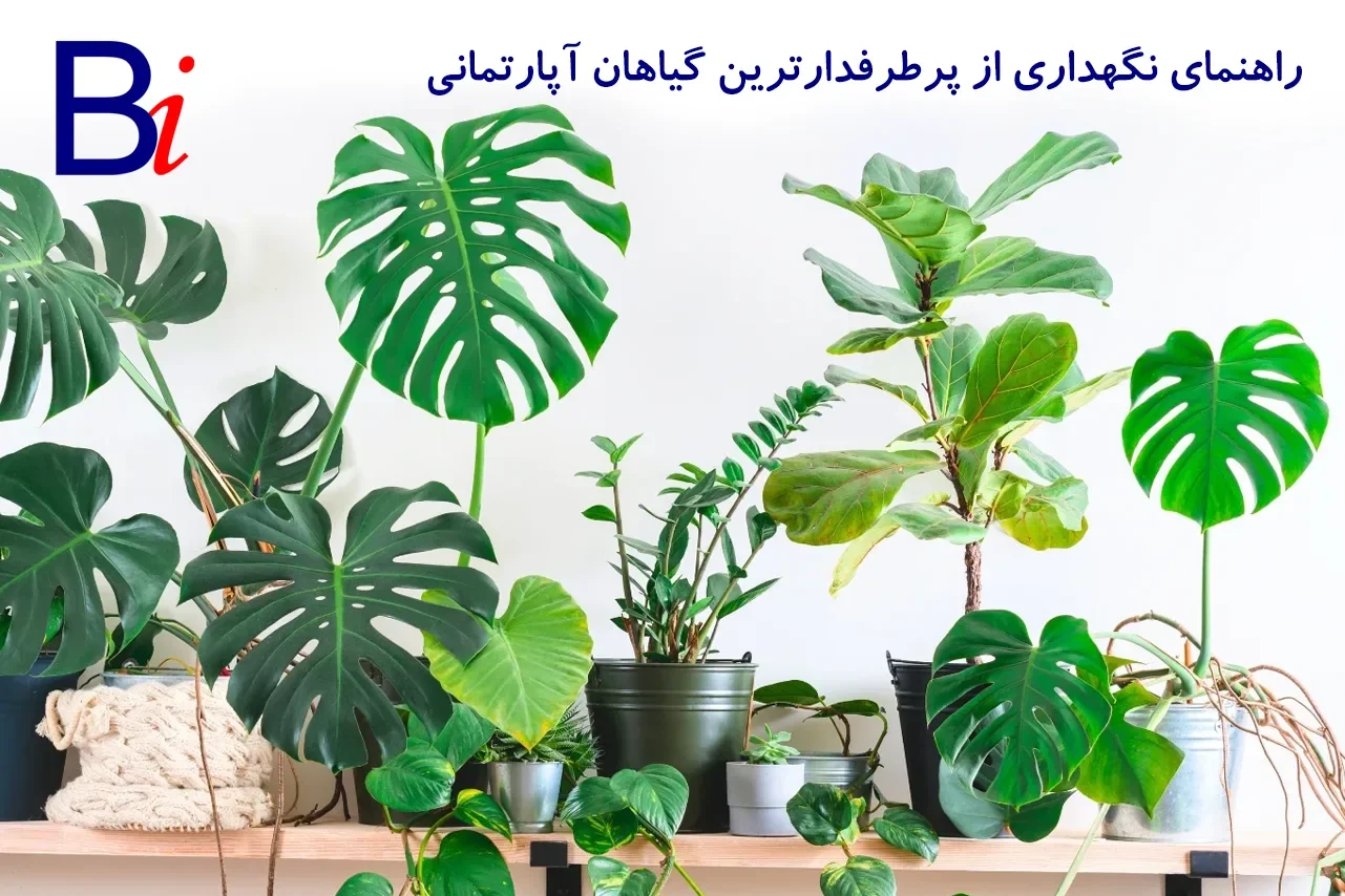 راهنمای جامع نگهداری از پرطرفدارترین گیاهان آپارتمانی